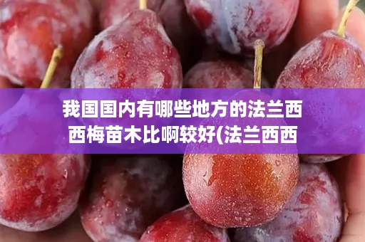 我国国内有哪些地方的法兰西西梅苗木比啊较好(法兰西西梅树苗价格)