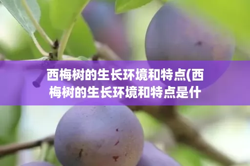 西梅树的生长环境和特点(西梅树的生长环境和特点是什么)