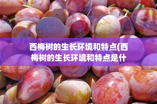 西梅树的生长环境和特点(西梅树的生长环境和特点是什么)