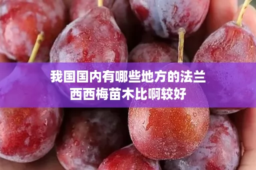 ﻿我国国内有哪些地方的法兰西西梅苗木比啊较好