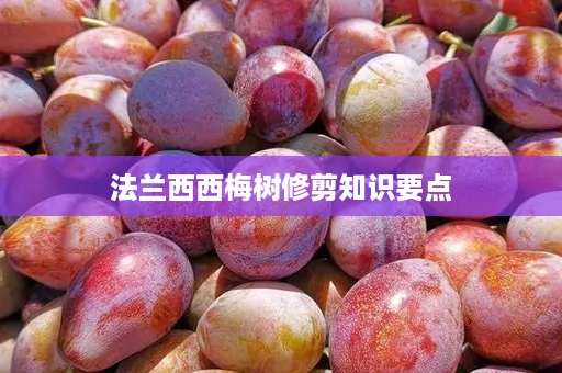 ﻿法兰西西梅树修剪知识要点
