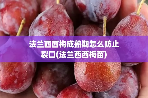 法兰西西梅成熟期怎么防止裂口(法兰西西梅苗)