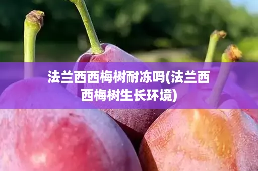 法兰西西梅树耐冻吗(法兰西西梅树生长环境)