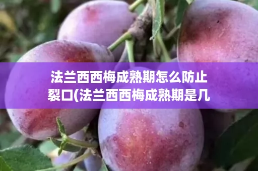 法兰西西梅成熟期怎么防止裂口(法兰西西梅成熟期是几月)