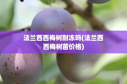 法兰西西梅树耐冻吗(法兰西西梅树苗价格)
