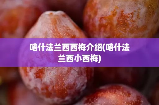 喀什法兰西西梅介绍(喀什法兰西小西梅)