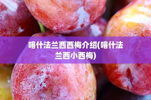 喀什法兰西西梅介绍(喀什法兰西小西梅)