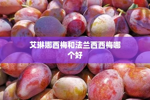 ﻿艾琳娜西梅和法兰西西梅哪个好