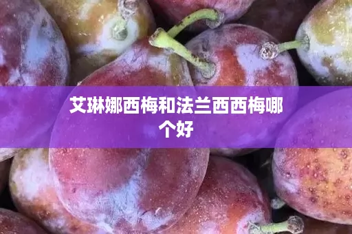 ﻿艾琳娜西梅和法兰西西梅哪个好