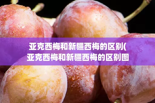 亚克西梅和新疆西梅的区别(亚克西梅和新疆西梅的区别图片)