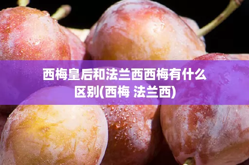 西梅皇后和法兰西西梅有什么区别(西梅 法兰西)