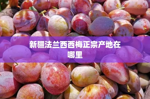 新疆法兰西西梅正宗产地在哪里