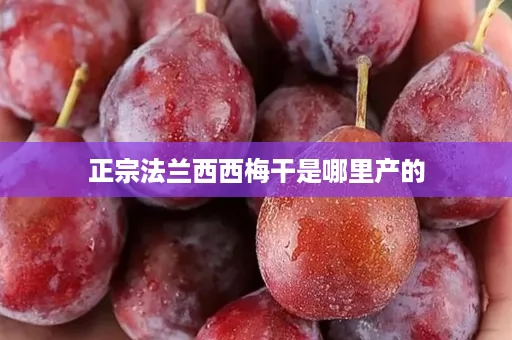 正宗法兰西西梅干是哪里产的