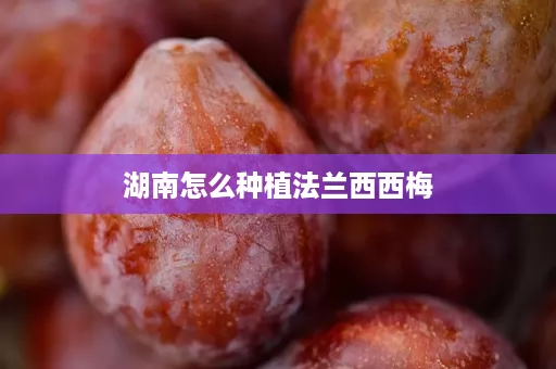 湖南怎么种植法兰西西梅