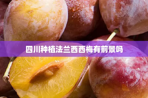 四川种植法兰西西梅有前景吗
