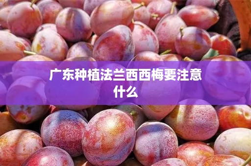 广东种植法兰西西梅要注意什么