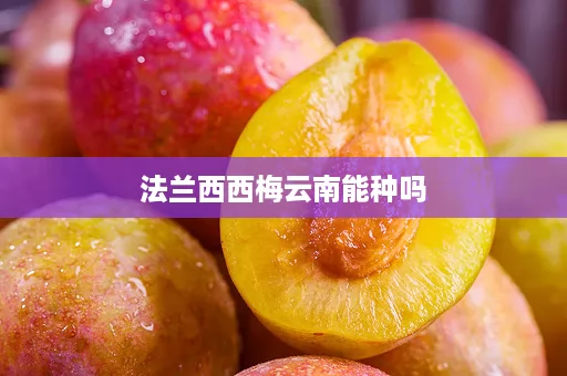 法兰西西梅云南能种吗