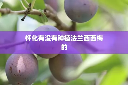 怀化有没有种植法兰西西梅的