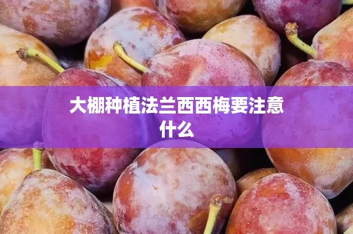 大棚种植法兰西西梅要注意什么
