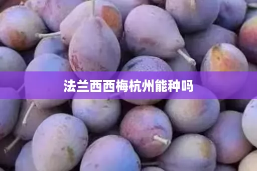 法兰西西梅杭州能种吗
