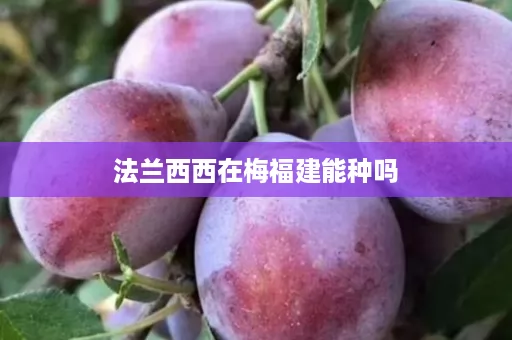 法兰西西在梅福建能种吗