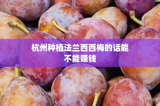 杭州种植法兰西西梅的话能不能赚钱