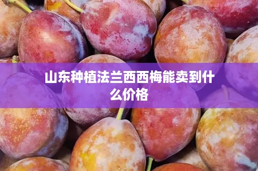 山东种植法兰西西梅能卖到什么价格