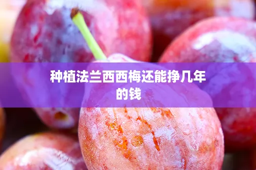 种植法兰西西梅还能挣几年的钱