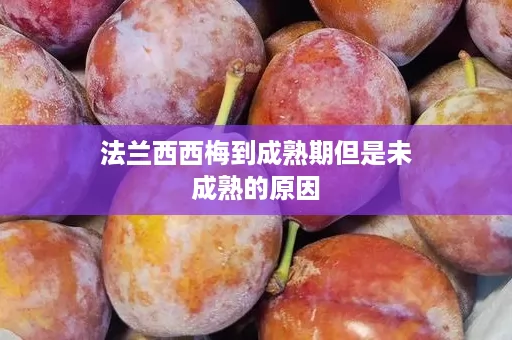 法兰西西梅到成熟期但是未成熟的原因