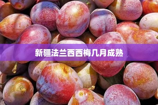 新疆法兰西西梅几月成熟