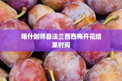 喀什伽师县法兰西西梅开花结果时间