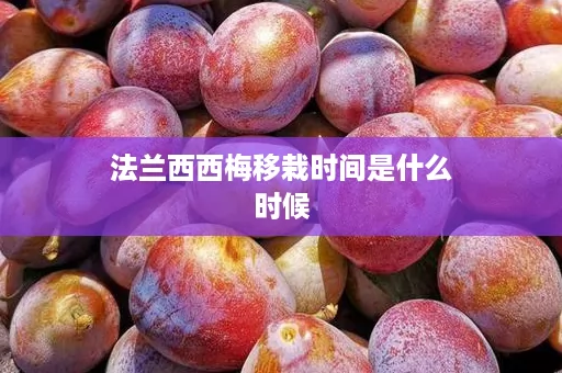 法兰西西梅移栽时间是什么时候