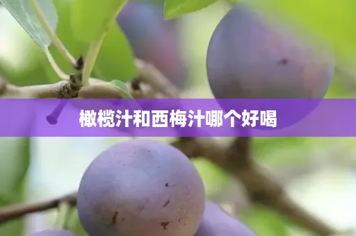 橄榄汁和西梅汁哪个好喝