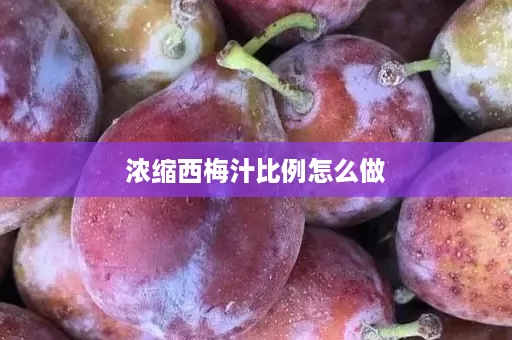 浓缩西梅汁比例怎么做