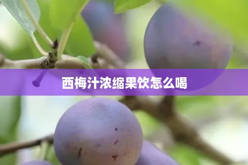西梅汁浓缩果饮怎么喝