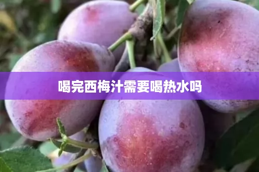 喝完西梅汁需要喝热水吗