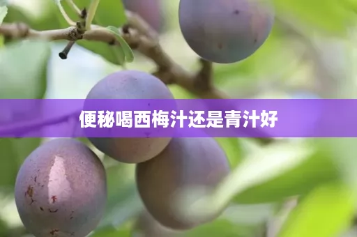 便秘喝西梅汁还是青汁好