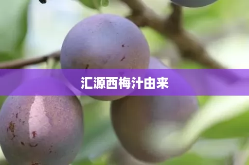 汇源西梅汁由来