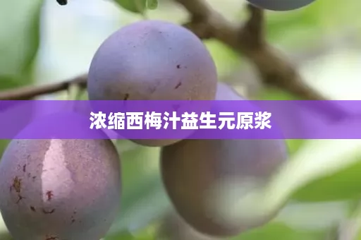 浓缩西梅汁益生元原浆