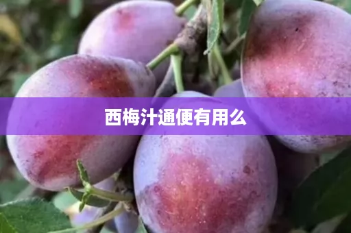 西梅汁通便有用么