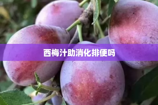 西梅汁助消化排便吗