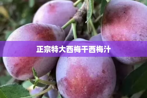 正宗特大西梅干西梅汁