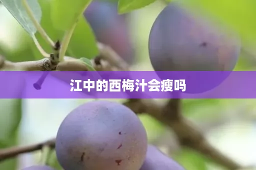 江中的西梅汁会瘦吗