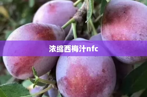 浓缩西梅汁nfc