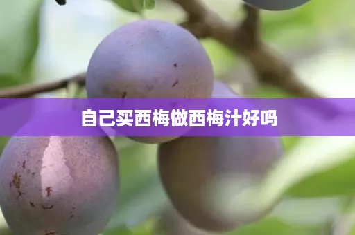 自己买西梅做西梅汁好吗