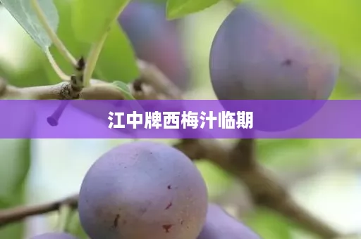 江中牌西梅汁临期