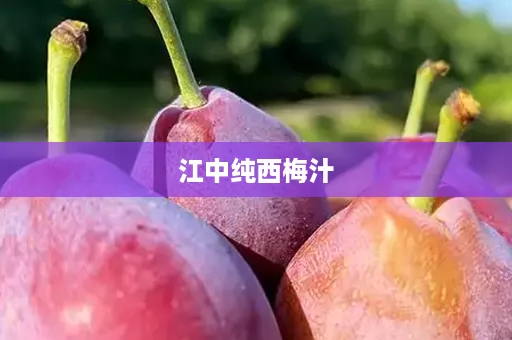 江中纯西梅汁