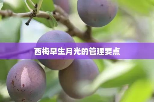 西梅早生月光的管理要点