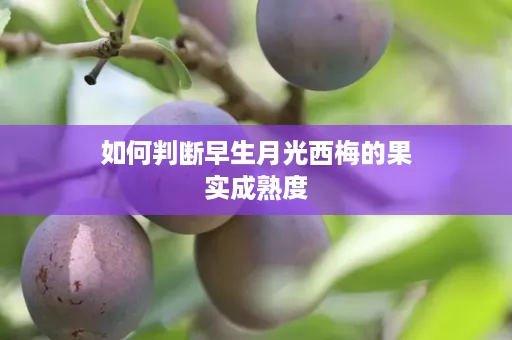 如何判断早生月光西梅的果实成熟度