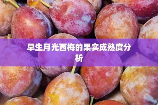 早生月光西梅的果实成熟度分析